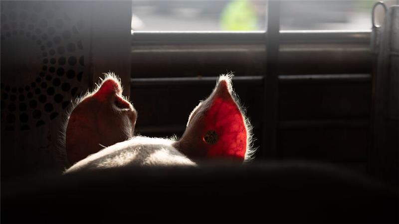 Lebende Tiere sollen auf Transportern ins EU-Ausland besser geschützt werden (Symbolbild). 