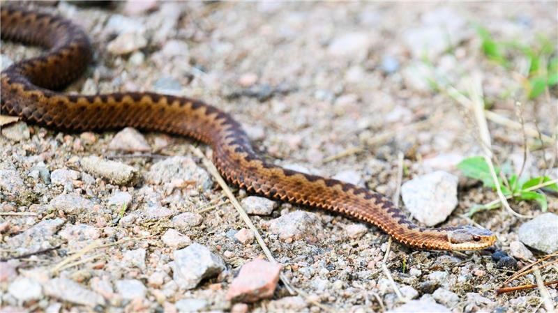 „Vorsicht Kreuzottern!“ - doch Giftschlange ist auch bedroht Lebensbedrohlich sind Bisse der Kreuzotter nicht.