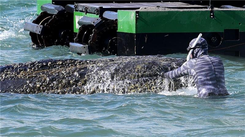 Der Wal-Flüsterer vom Ostseestrand Lehmann dirigiert auch die Bagger, die als Teil der Rettungsversuche im Einsatz sind.