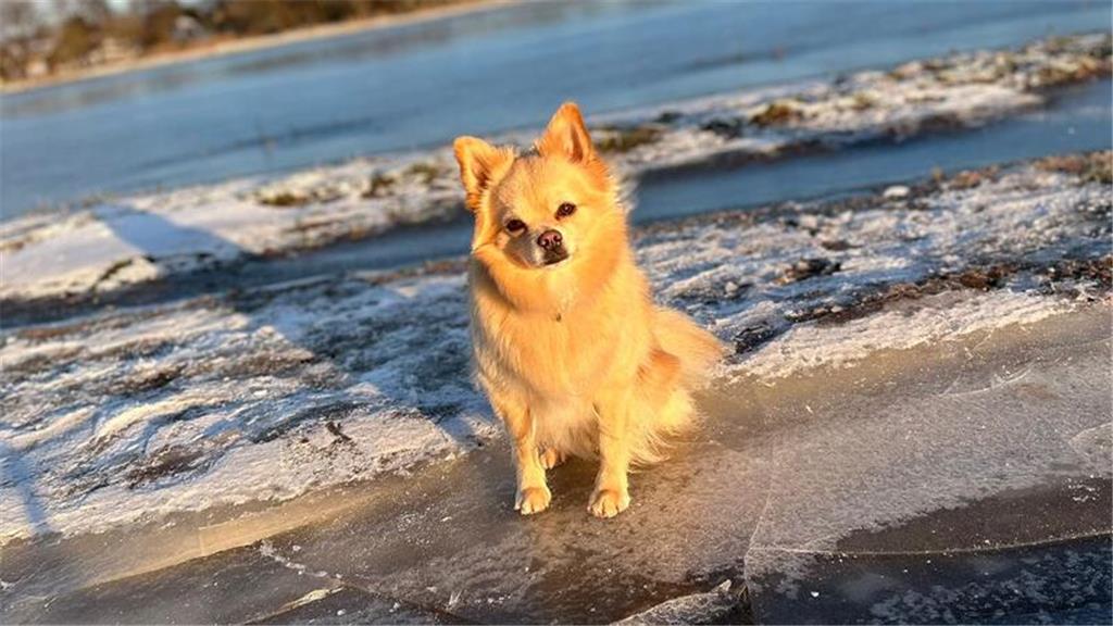 Lena Krause hat in den Stader Schwingewiesen zwischen Klein Thun und Wiepenkathe...
