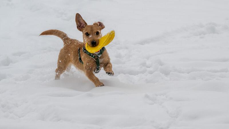 Ein Hund rennt mit seinem Spielzeug im Maul durch den frischen Schnee.