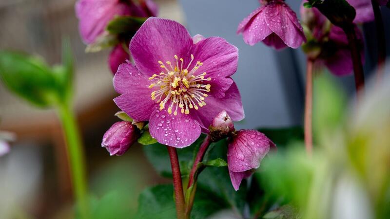 Winterblüte im Park der Gärten im Ammerland Lenzrosen blühen in einem Beet im Park der Gärten.