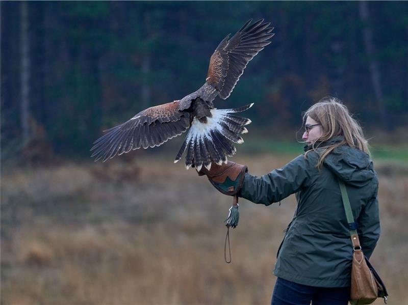 Leonie Johland und ein Wüstenbussard sollen in Buxtehude den Anwohnern in der Innenstadt helfen. Foto: Pierre Schulz.