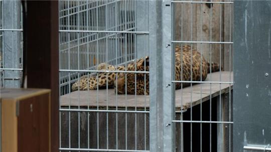 Leopard in einem Gehege: In der Slowakei werden Raubkatzen auch in kleinen Privatzoos gehalten. (Symbolbild)