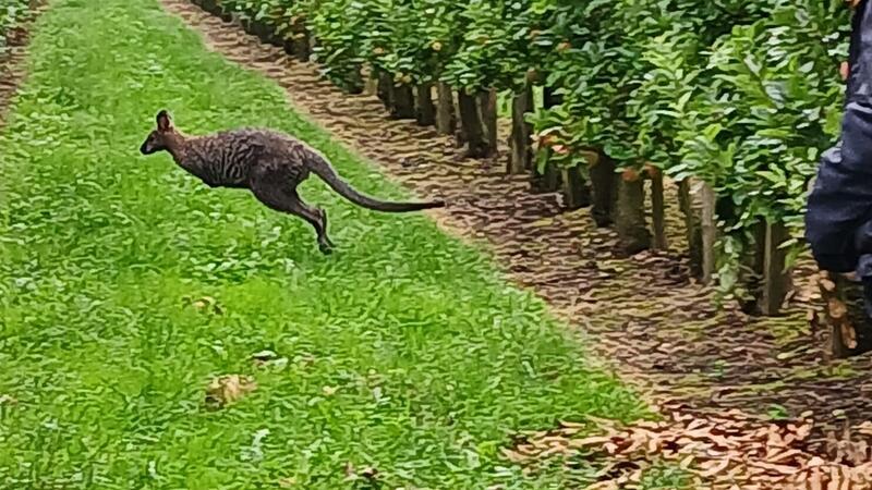 Down under in Dösemoor – Ausgebüxtes Känguru geschnappt Letzter Fluchtversuch.