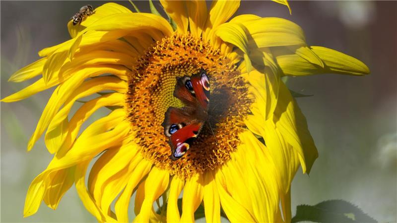Letzter Sommertag