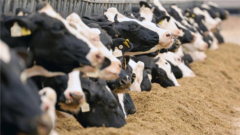 Fusion von DMK und Arla: Warum Milchbauern aus der Region skeptisch sind Letztlich geht es darum, was bei diesen Tieren unten herauskommt: Milchkühe bei der Fütterung.