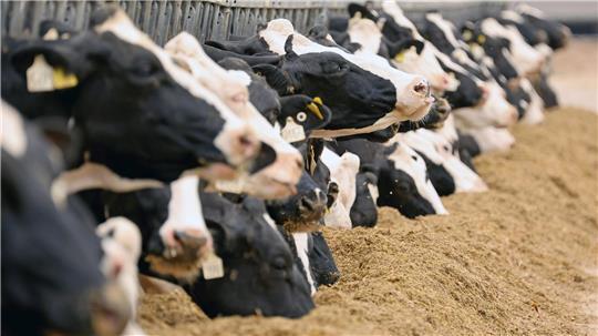 Letztlich geht es darum, was bei diesen Tieren unten herauskommt: Milchkühe bei der Fütterung. 