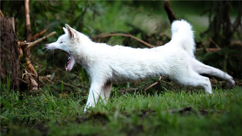Fotograf entdeckt seltenen weißen Fuchs Leuzismus kann bei vielen Wildtieren auftreten, ist aber bei Rotfüchsen selten.