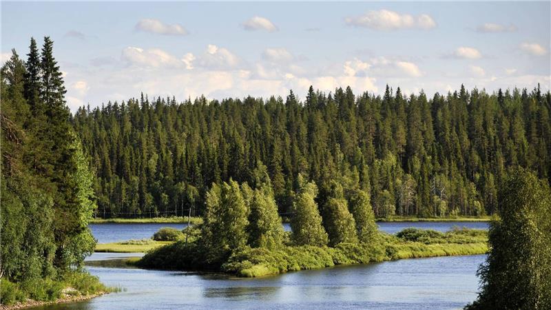 Liegt es an den finnischen Wäldern, dass die Nordeuropäer so glücklich sind? (Symbolbild)