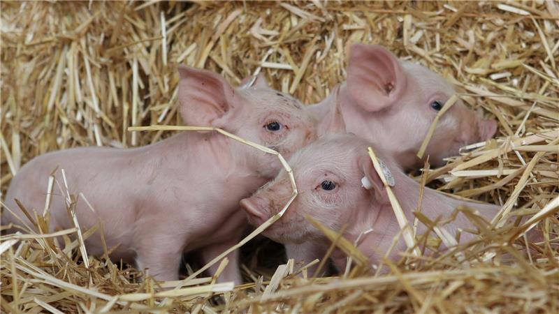 Linken-Chefin Ines Schwerdtner beruft sich gern auf die Fabel von den drei kleinen Schweinchen. (Archivbild)