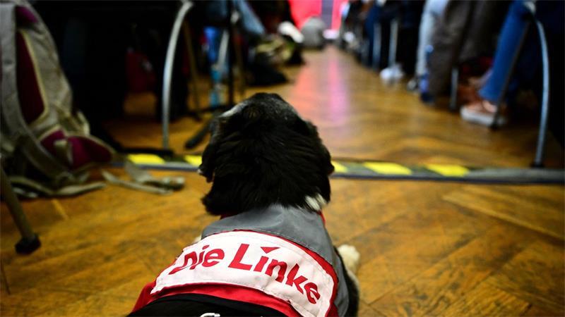 Linker Hund.