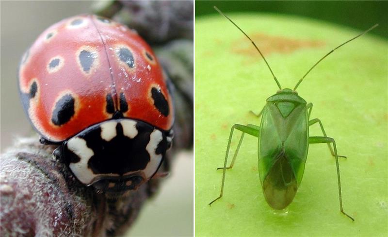 Links: Ein Augenfleck- Marienkäfer krabbelt über einen Ast. Rechts: Die Grüne Futterwanze ist ein gefährlicher Schädling.