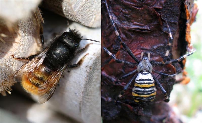 Links: Eine kleine Wildbiene krabbelt in ihr Insektenhotel. Foto Lindstaedt - Rechts: Die Wespenspinne liebt nicht nur saftige Wespen.