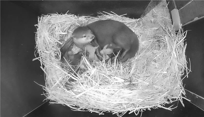 Livecambild in die Wufhöhle für Besucher - Zwergottereltern kümmern sich gemeinsam um frisch geborenen Nachwuchs im Wildpark Schwarze Berge