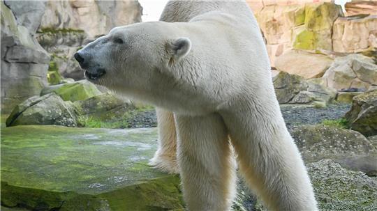 Lloyd - kein Tier stand so für die Stadt wie der Eisbär. 