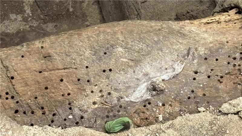 Buxtehuder Wassermühle von Würmern befreit Löcher im Holz am Mahlwerk: Dabei handelt es sich um Fraßgänge, die von Maden verursacht worden sind.