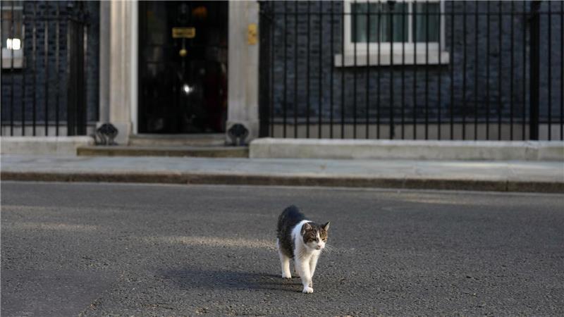London, Downing Street 10: Der „Chief Mouser“ bleibt gelassen – Starmer ringt in der größten Führungskrise