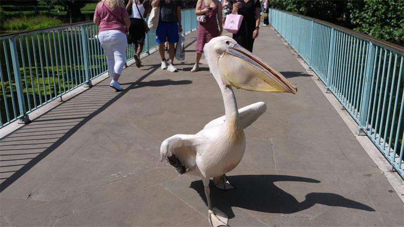 London: Ein Pelikan als Mit-Spaziergänger – St. James’s Park erlebt tierischen Brückenverkehr am heißen Sommertag
