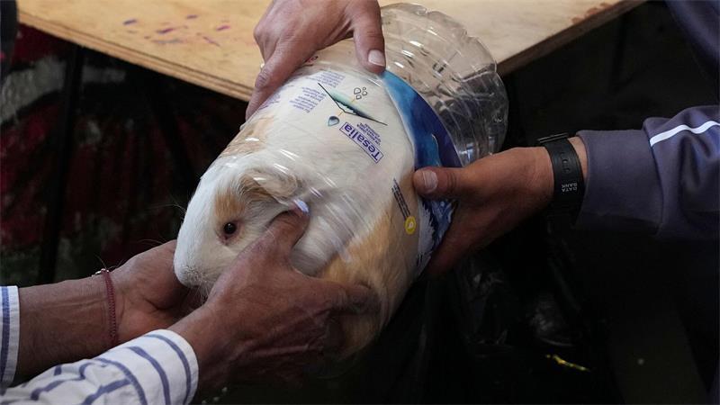 „Luchito“ wurde bei den Feierlichkeiten in Salcedo zum schwersten Meerschweinchen gekürt.