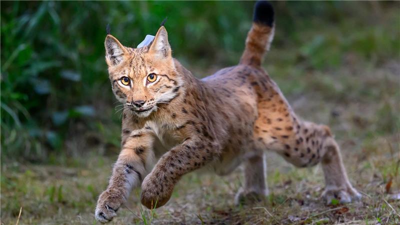 Bilder des Tages Luchs in Sachsen ausgewildert: Luchsmännchen (Kuder) Charlie sprint aus der Transportbox im Forstbezirk Eibenstock