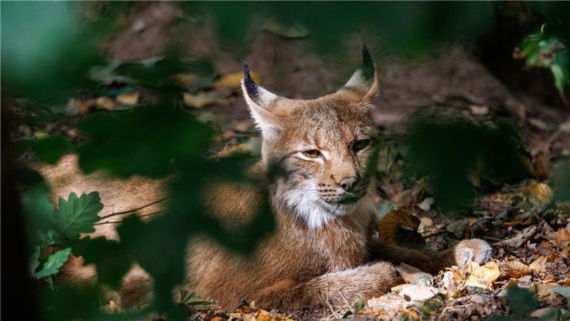Achter Luchs im Schwarzwald: Das ist Martins Aufgabe Luchse sind an ihren Pinselohren zu erkennen. (Symbolbild)