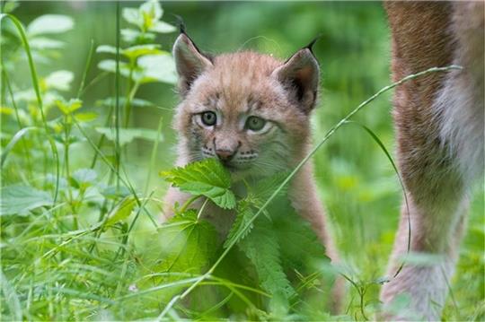Luchsnachwuchs im Gras im Wildpark Schwarze Berge.