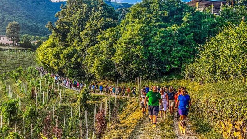 Eigentore, Irrwege, Chaoskatze: Kuriose News des Jahres 2024 Luciano Fregonese (l, im grünen T-Shirt), Bürgermeister von Valdobbiadene, läuft mit einer Gruppe seiner Bürger durch die Weinberge seiner Gemeinde.