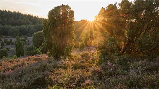 Lüneburger Heide im Abendlicht. (Archivfoto) 