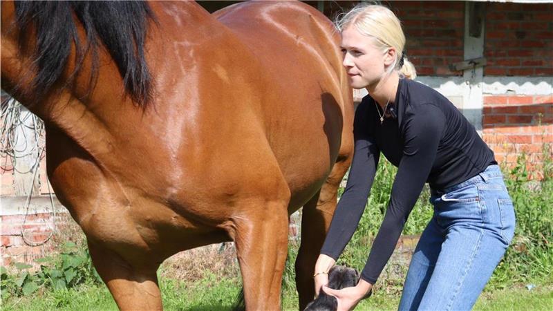 Luna-Marie Maaß hebt Djengos linken Vorderhuf, platziert ihn sicher auf ihrem Oberschenkel und mobilisiert das Gelenk mit kleinen, rotierenden Bewegungen.