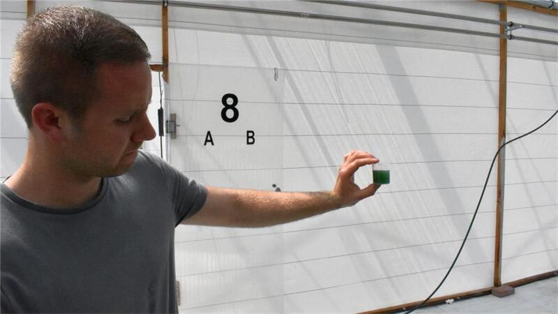 Landwirte stellen Betrieb um: Algenzucht anstatt Schweinemast Maarten Heins kontrolliert die Algendichte.