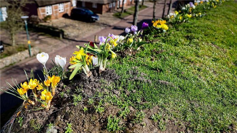 Maas ist zuversichtlich, dass er sich noch eine Zeit lang um seine Blumen kümmern und Zwiebeln nachpflanzen kann.