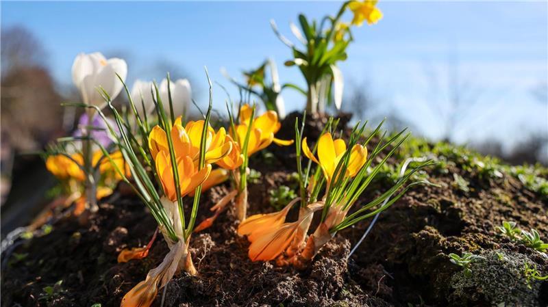 Maas mag die Krokusse in Husum - und wollte was Verrücktes machen.
