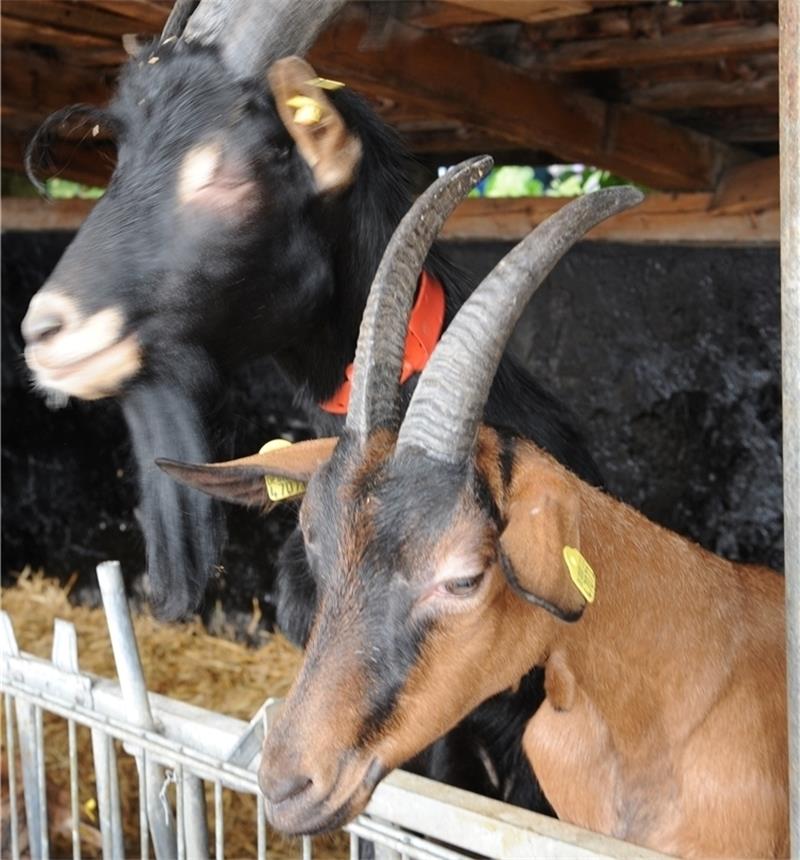 Machen ordentlich Alarm: die Ziegen vom Jithof. Foto Kordländer