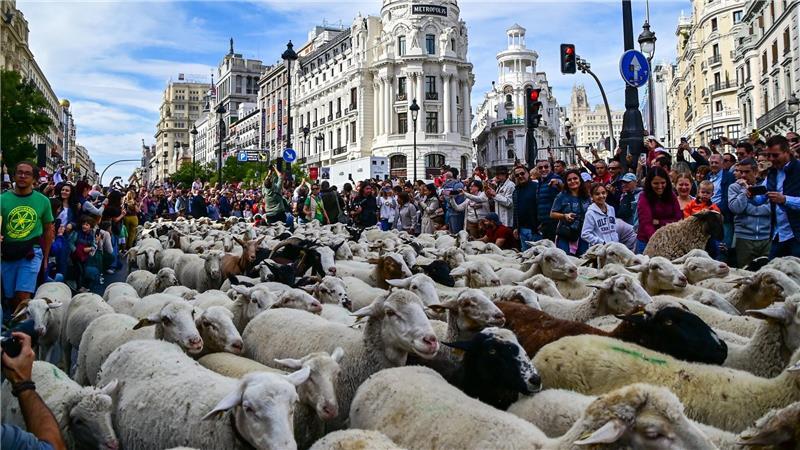 Bilder des Tages Madrid feiert den Tag der Wanderschäferei mit ganz vielen Schafen.