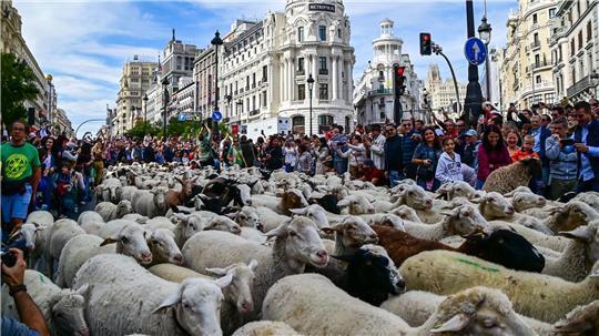 Madrid feiert den Tag der Wanderschäferei mit ganz vielen Schafen.