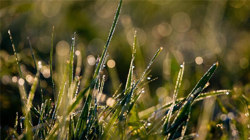 Rasen, Hecke, Bäume: Diese Fehler sollten Sie jetzt nicht machen Mähen im Herbst ist wichtig, denn der Rasen sollte im Winter nicht zu lang sein.