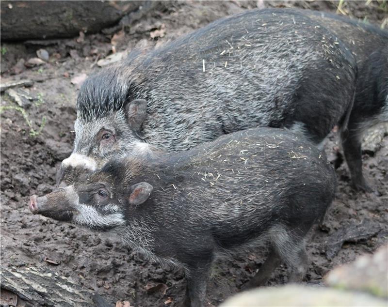 Mähnenschwein Baboy beschützt im Wingster Waldzoo seine Damen. Fotos: Grothmann