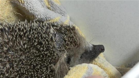 Mähroboter mähen nicht nur Rasen, sondern mitunter auch Igel. Tierschützer fordern ein Ende.