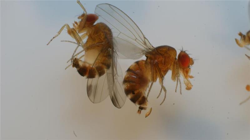 Männchen (links) und Weibchen der Kirschessigfliege profitieren vom milden Winter und vom Klimawandel.