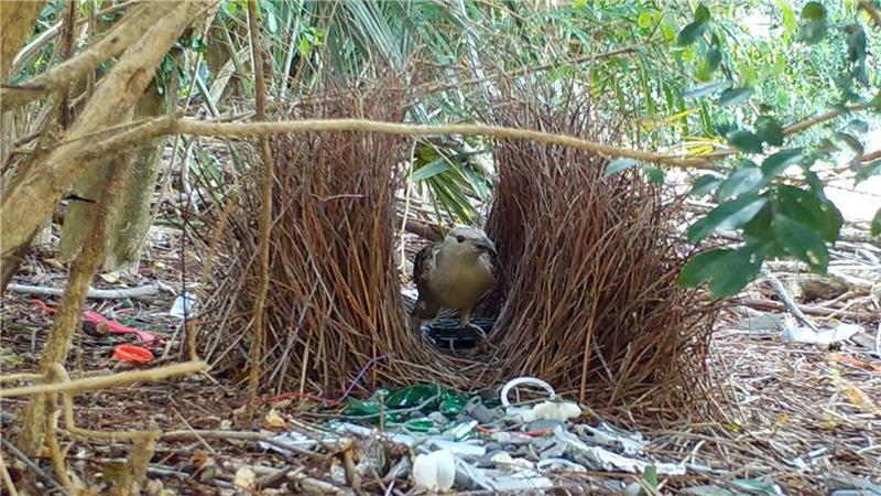 Männliche Laubenvögel bauen aufwendige Balzplätze und dekorieren diese anschließend für die Weibchen.