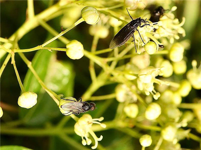 Märzfliegen bei der Bestäubung: oben ein Weibchen, unten ein Männchen mit den großen Augen. Foto: Stefanie Kleingünther