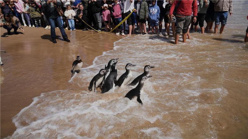 Bilder des Tages Magellan-Pinguine waten während einer Auswilderung in Uruguay ins Meer, nachdem sie einen Rehabilitationsprozess durchlaufen haben.