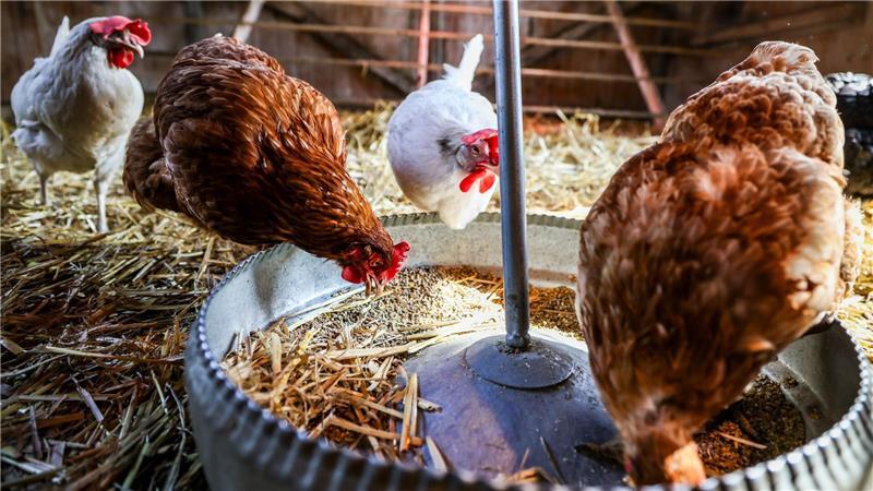Mager und krank kommen sie in der JVA an - und werden dann gut genährt, gepflegt und aufgepäppelt