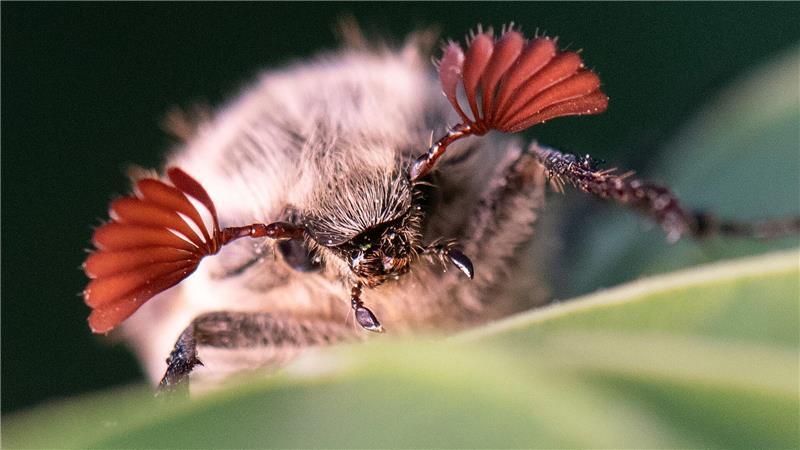 Maikäfer profitieren von den trockenen Bedingungen im Hessischen Ried. (Archivbild)