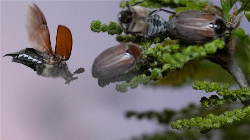 Maikäfer schwirren mit Einbruch der Dunkelheit um eine Eiche unweit des Flughafens in Frankfurt.