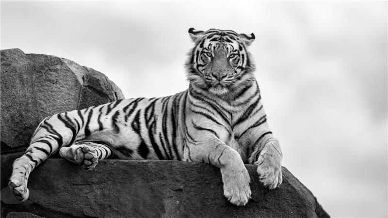Majestätisch liegt der Tiger auf einem Felsvorsprung.
