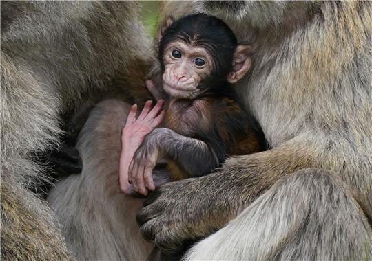 Makaken-Nachwuchs in einem britischen Zoo. Videos von Makaken, die wie Menschenkinder dargestellt werden, sorgen bei Facebook, Instagram, TikTok und YouTube für viele Likes - doch für die Tiere ist das oft eine Tortur.
