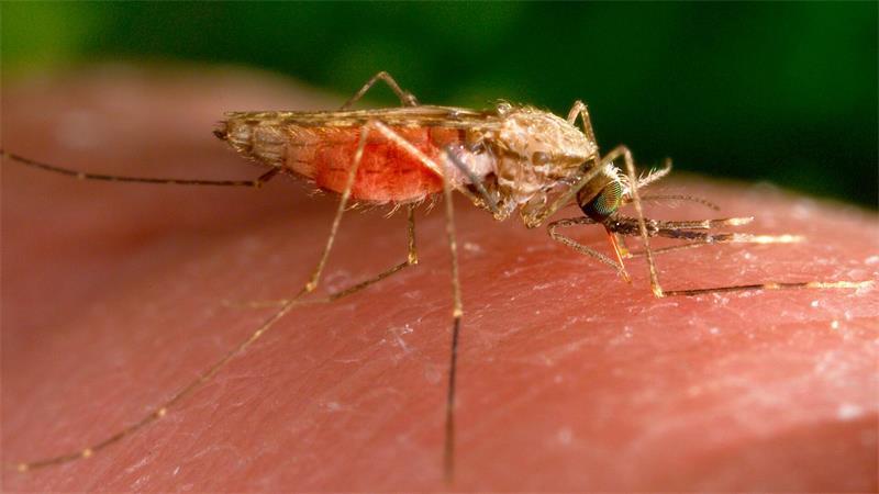 Malaria am Frankfurter Airport: Behörde rät zu Mückenschutz Malaria wird durch bestimmte Mücken übertragen. (Symbolbild)