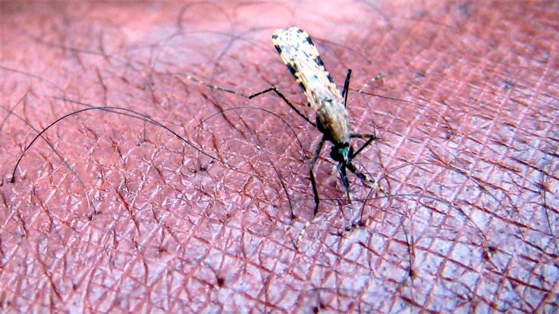 Tod durch Malaria am Flughafen: Was heißt das für Reisende? Malaria wird von Mücken übertragen. (Symbolbild)